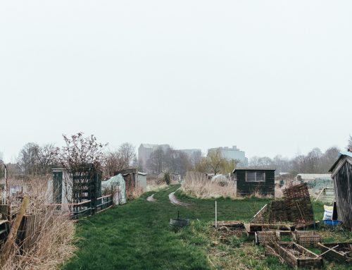 Selby: Allotments